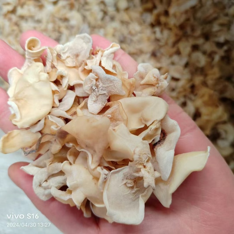 山东木耳白玉木耳工厂直发常年有货各种价格都有一手价格便宜