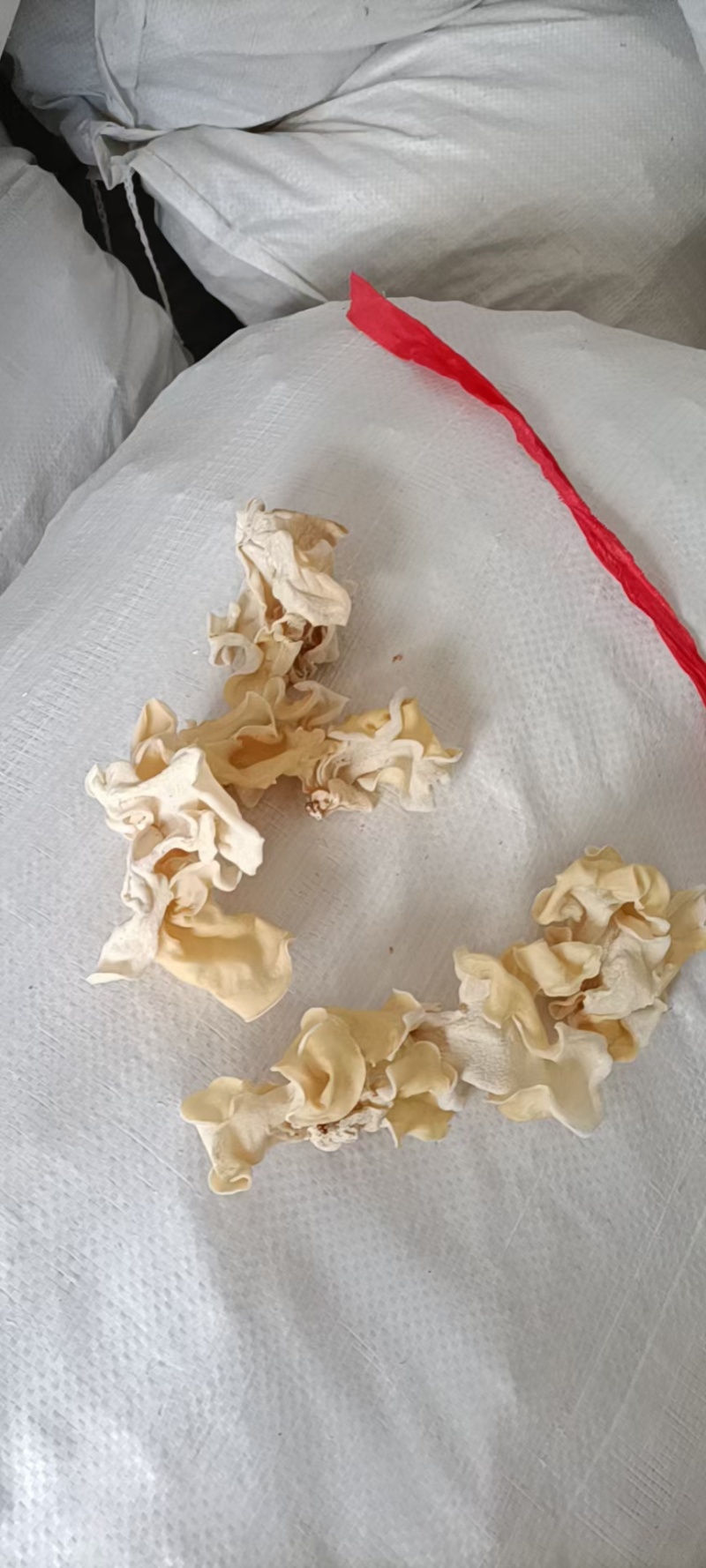 山东木耳白玉木耳工厂直发常年有货各种价格都有一手价格便宜