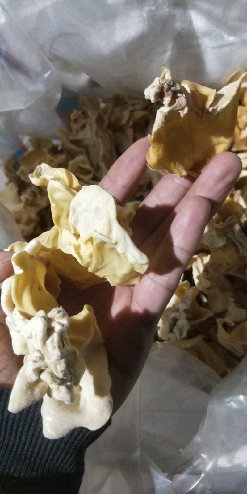 山东木耳白玉木耳工厂直发常年有货各种价格都有一手价格便宜