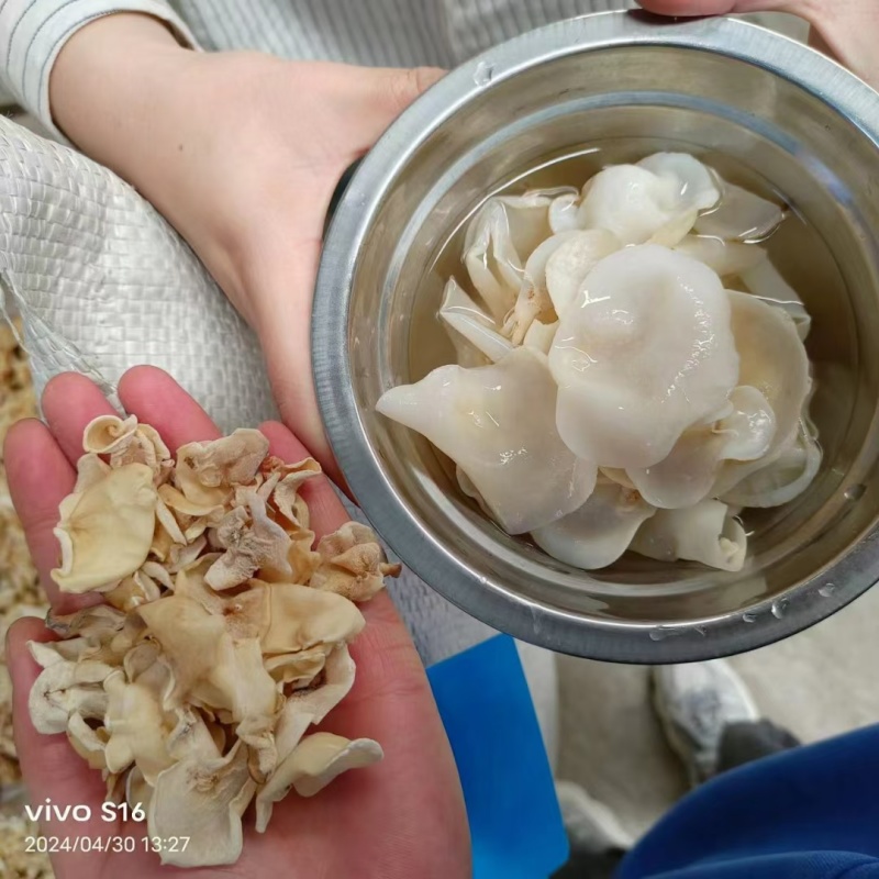 山东木耳白玉木耳工厂直发常年有货各种价格都有一手价格便宜