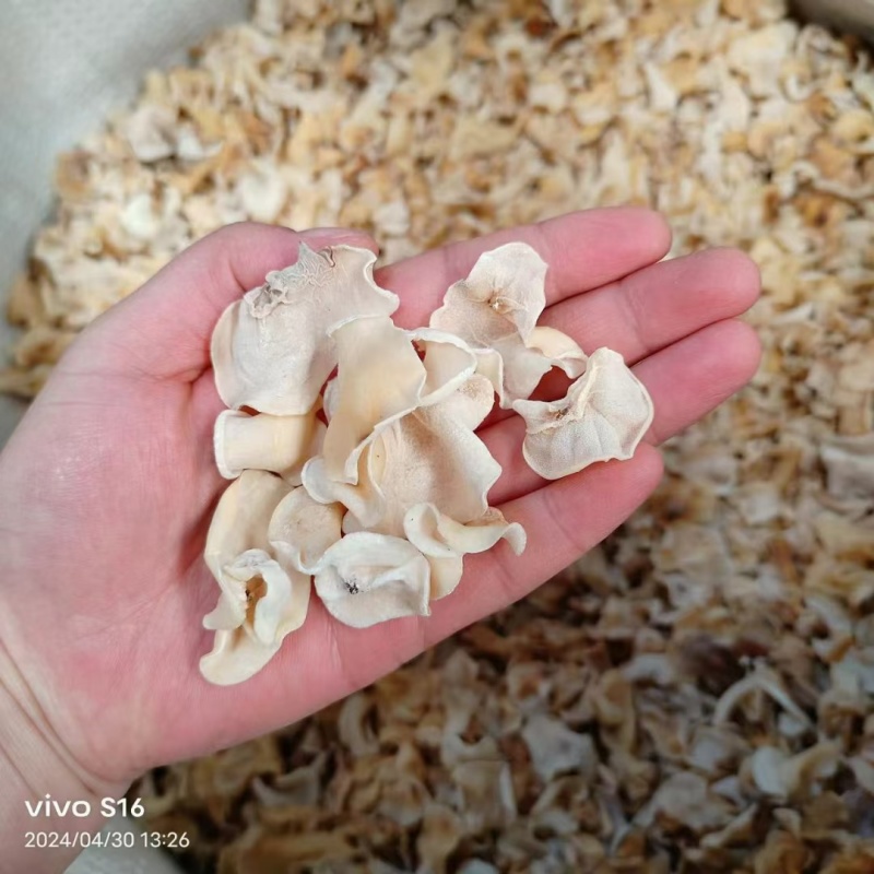 山东木耳白玉木耳工厂直发常年有货各种价格都有一手价格便宜