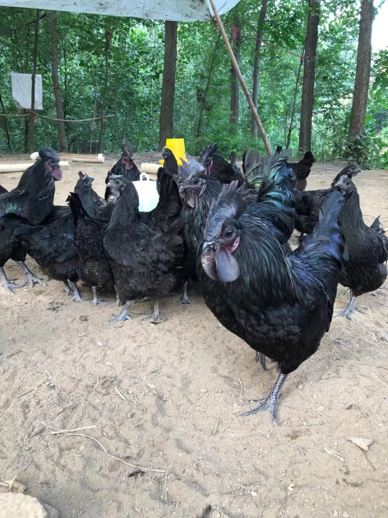 五黑鸡苗蛋鸡苗乌鸡苗绿壳蛋鸡苗基地直供
