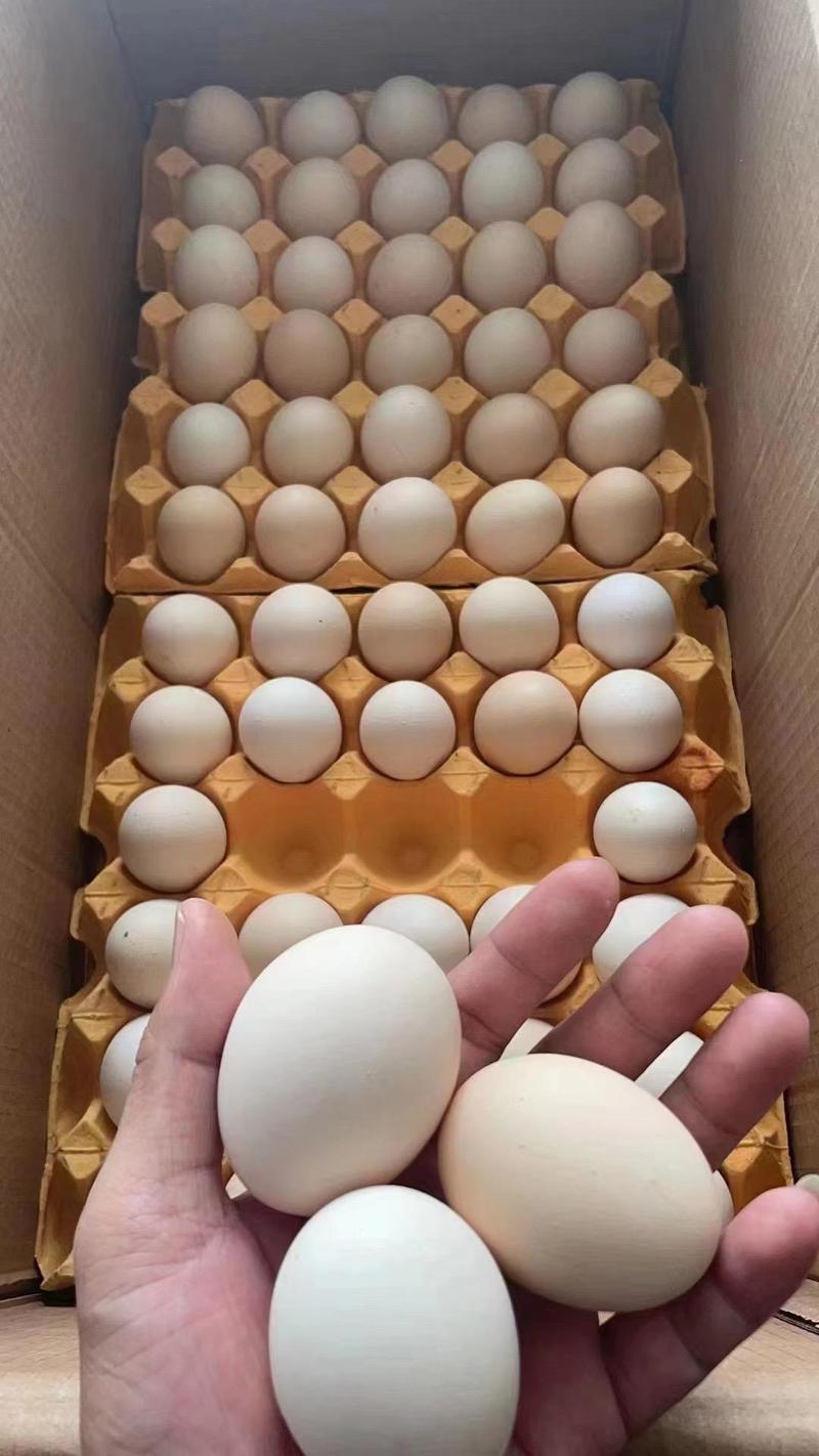 土鸡蛋，粉壳蛋各类精品蛋，货源充足，价格美丽，欢迎咨询。