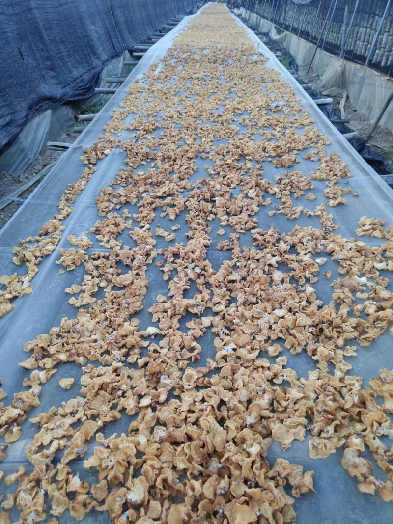 山东精品羊肚耳干净无杂泡发好个头大承接餐饮酒店食堂全面供