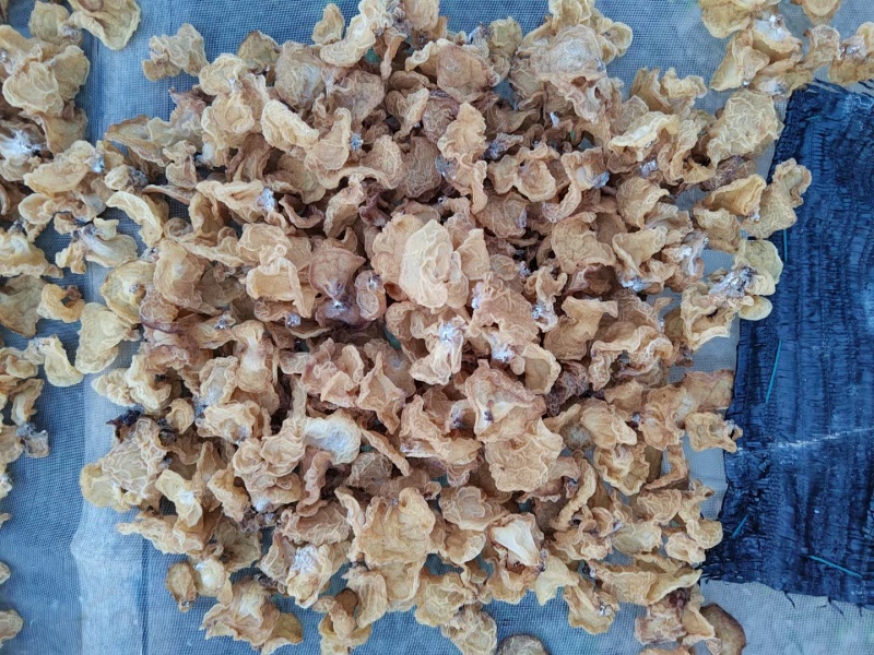 山东精品羊肚耳干净无杂泡发好个头大承接餐饮酒店食堂全面供