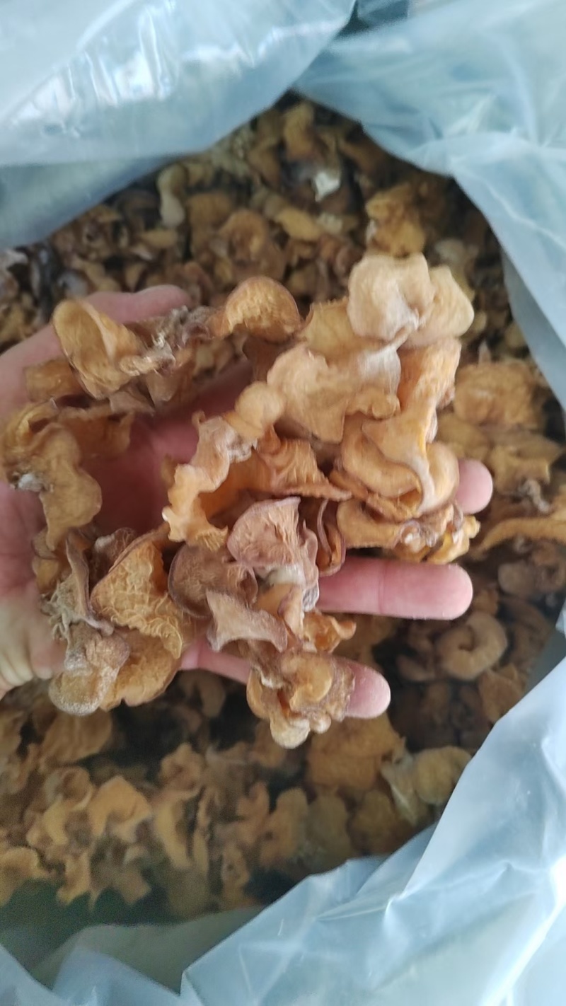山东精品羊肚耳干净无杂泡发好个头大承接餐饮酒店食堂全面供