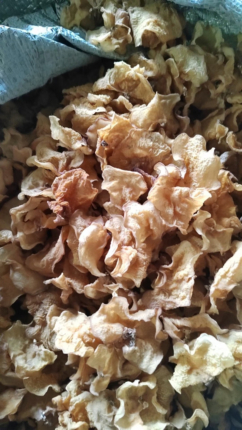 山东精品羊肚耳干净无杂泡发好个头大承接餐饮酒店食堂全面供