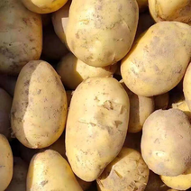 黄心土豆大量供应，产地一手货源量大价优，欢迎欢迎电联