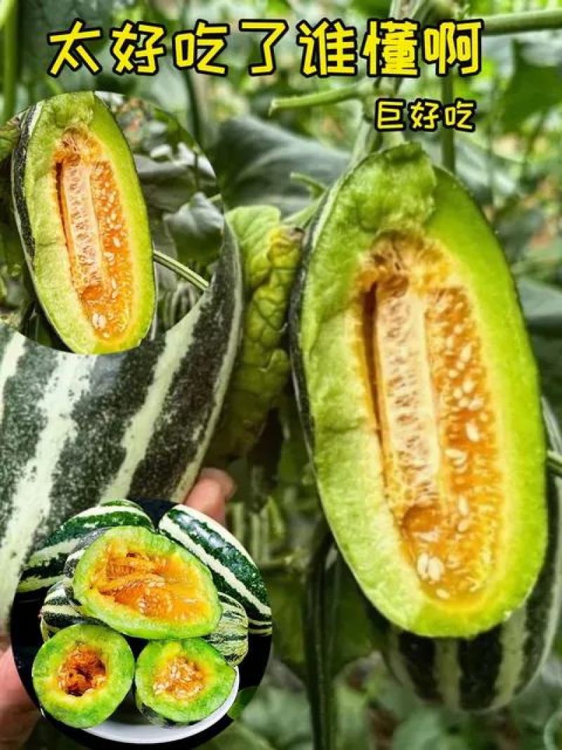 博洋九甜瓜，大荔县冯村镇的博洋甜瓜毛毛果蔬提供