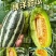 博洋九甜瓜，大荔县冯村镇的博洋甜瓜毛毛果蔬提供