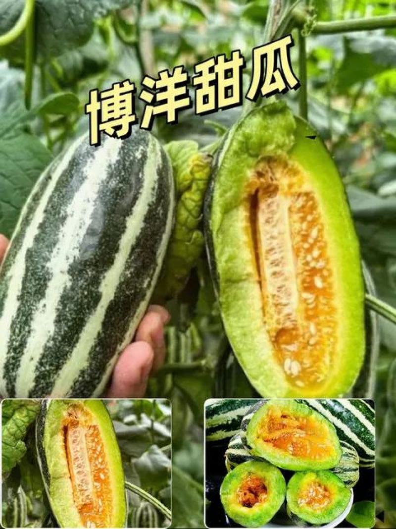 博洋九甜瓜，大荔县冯村镇的博洋甜瓜毛毛果蔬提供