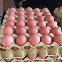 土鸡蛋，绿壳蛋，粉壳蛋，各类鸡蛋都有，需要的老板请。