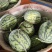 大量供应江苏盐城麒麟西瓜，无籽美都