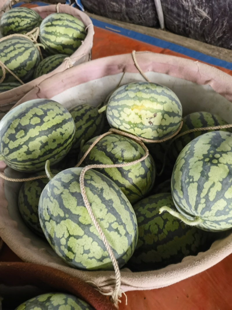 大量供应江苏盐城麒麟西瓜，无籽美都
