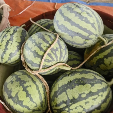 大量供应江苏盐城麒麟西瓜，无籽美都