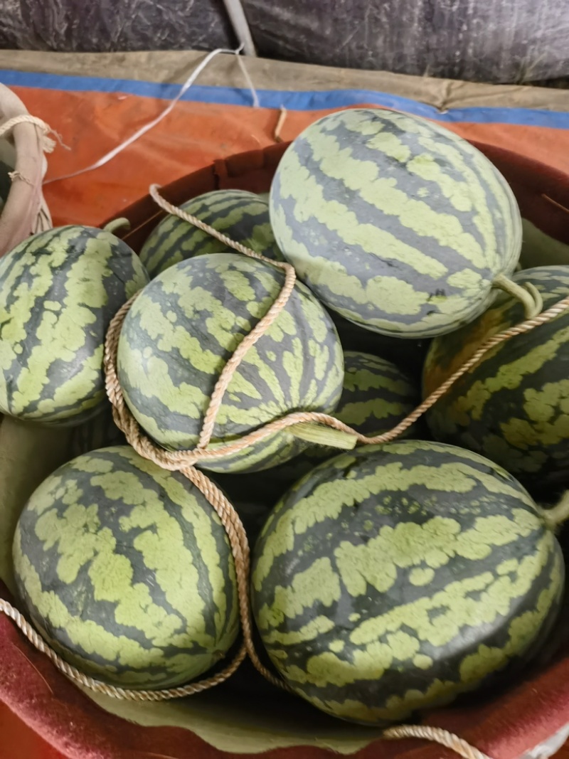 大量供应江苏盐城麒麟西瓜，无籽美都
