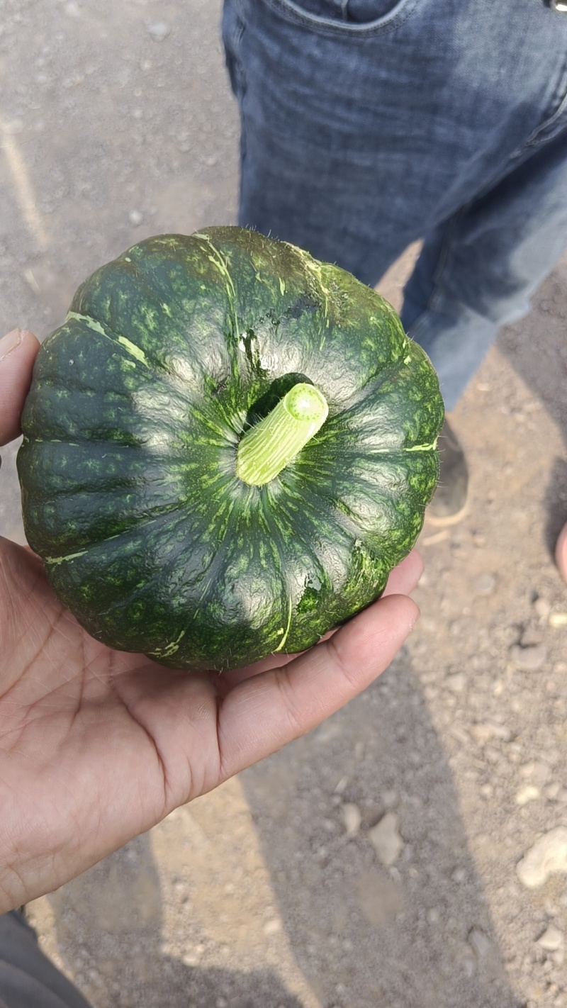 【山东精品贝贝南瓜】基地直供质量保证量大优惠欢迎订购