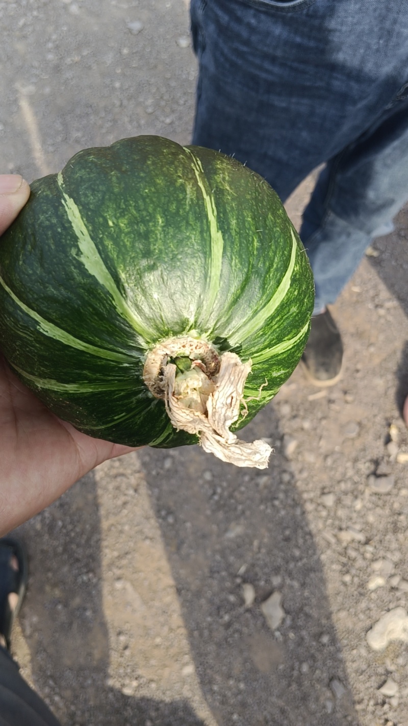 【山东精品贝贝南瓜】基地直供质量保证量大优惠欢迎订购