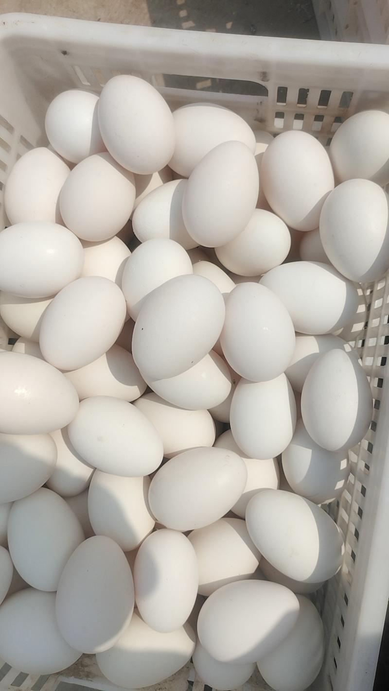 鹅蛋（商品蛋）