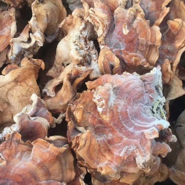 山东干货榆耳菌规格齐全按需求分拣