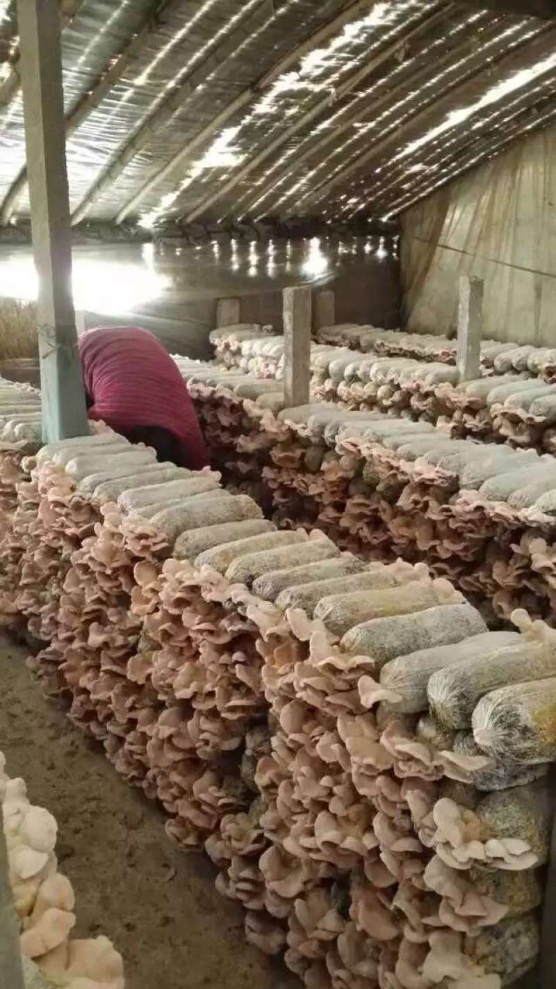 山东干货榆耳菌规格齐全按需求分拣