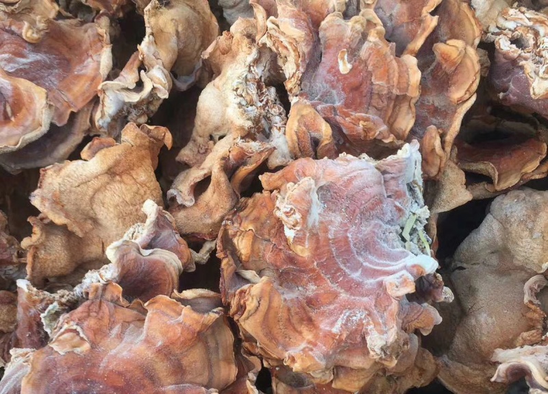 山东干货榆耳菌规格齐全按需求分拣