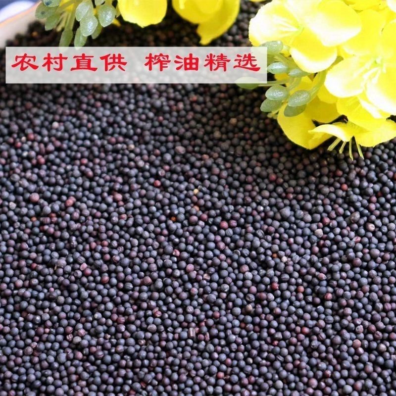 【油菜籽】产地批发大量供应自家种植品质纯正量大从