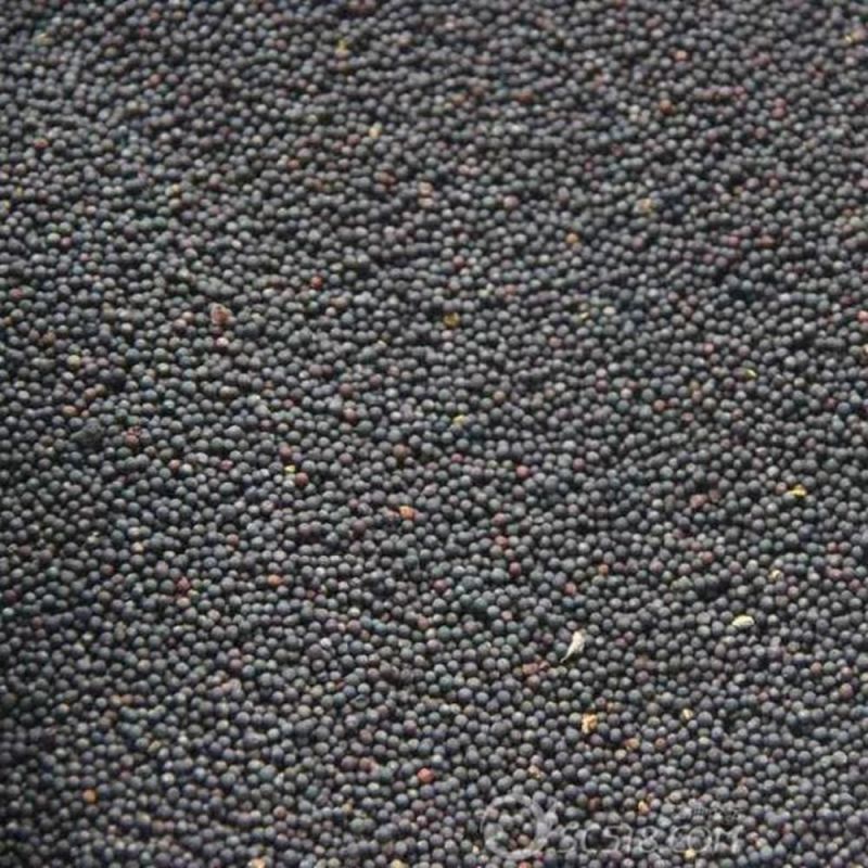 【油菜籽】产地批发大量供应自家种植品质纯正量大从