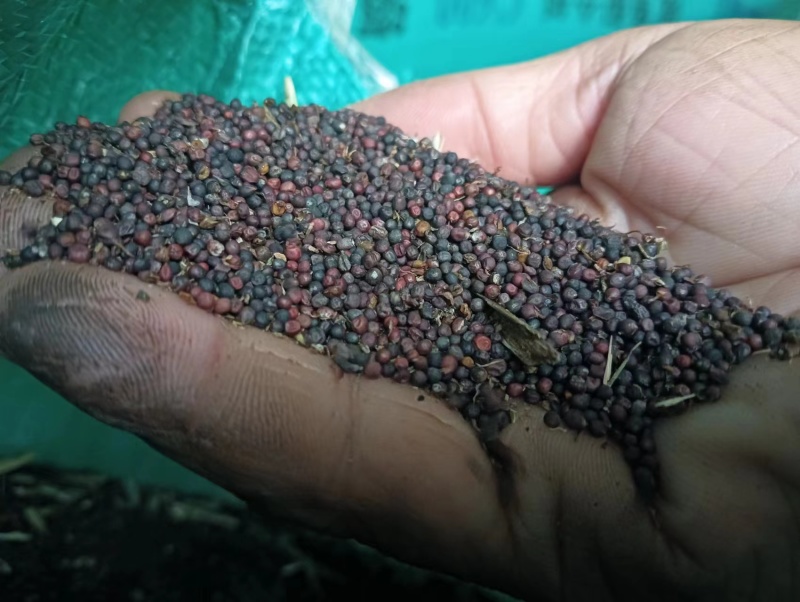 【油菜籽】产地批发大量供应自家种植品质纯正量大从