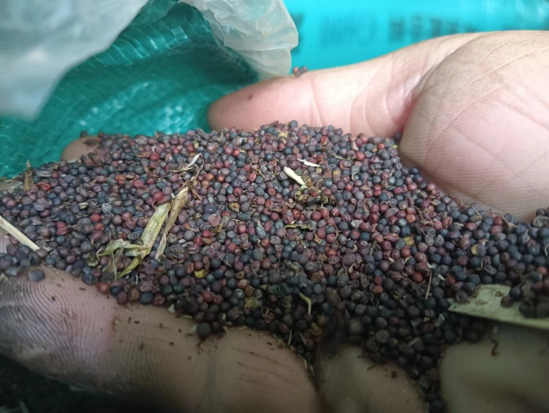 【油菜籽】产地批发大量供应自家种植品质纯正量大从