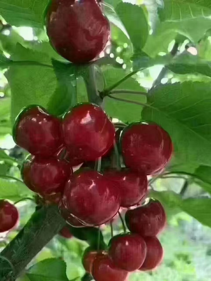 正宗汶川高山车厘子