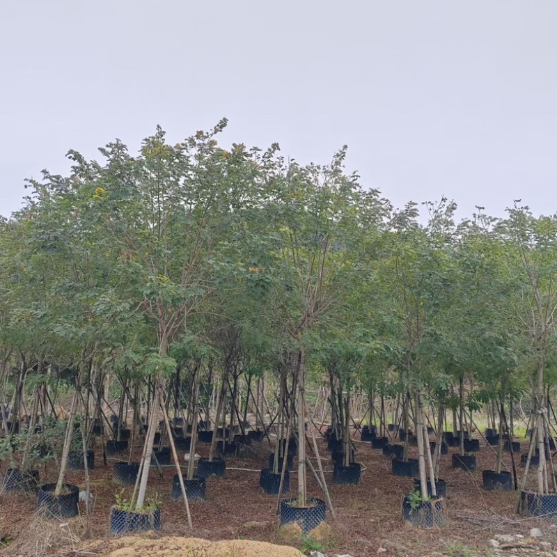 黄花槐4～8公分基地直销规格齐全欢迎老板来电咨询合作