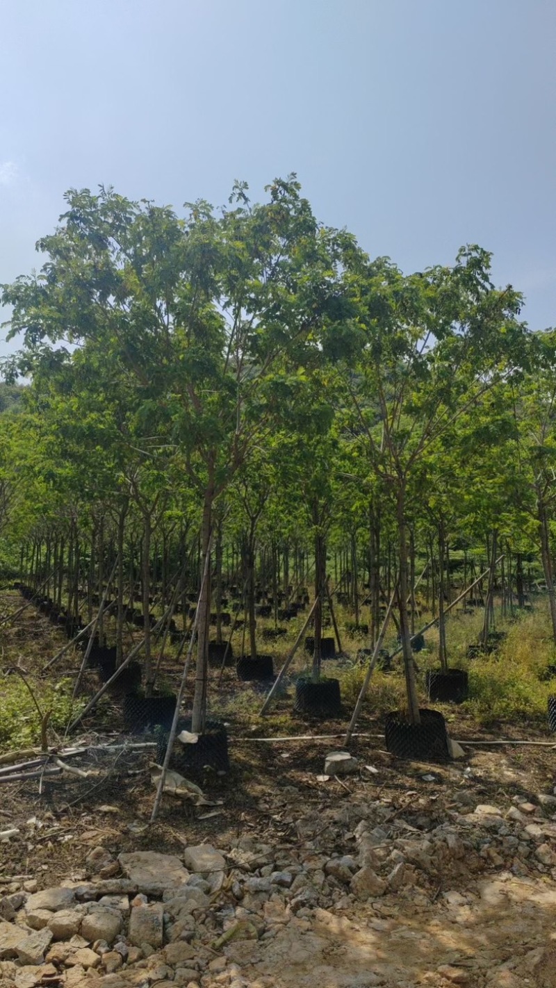 黄花槐4～8公分基地直销规格齐全欢迎老板来电咨询合作