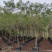 黄花槐4～8公分基地直销规格齐全欢迎老板来电咨询合作