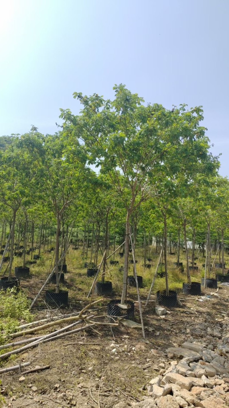 黄花槐4～8公分基地直销规格齐全欢迎老板来电咨询合作