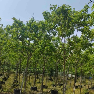 黄花槐4～8公分基地直销规格齐全欢迎老板来电咨询合作