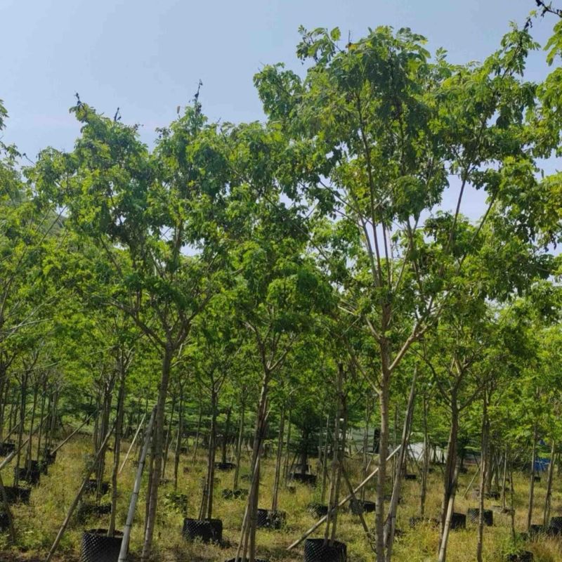 黄花槐4～8公分基地直销规格齐全欢迎老板来电咨询合作