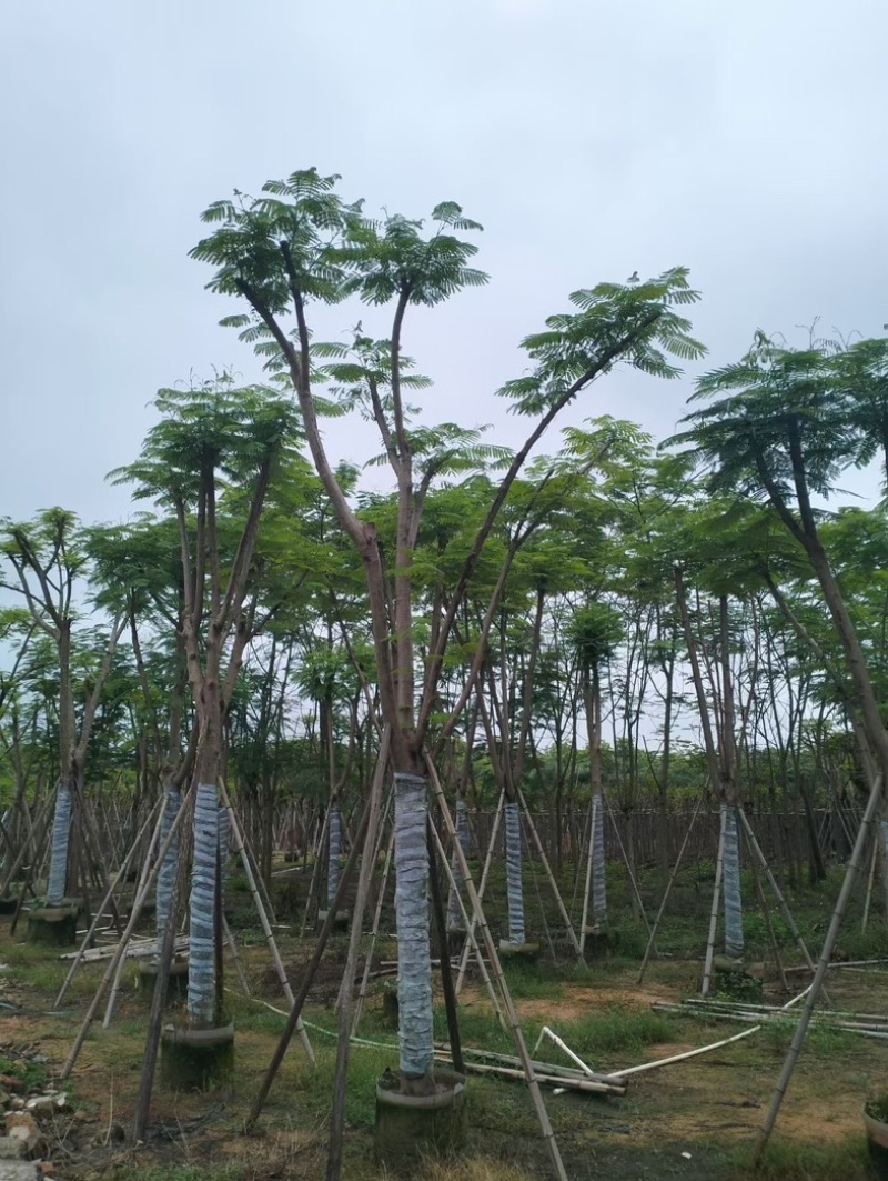 凤凰木10～20公分基地直销规格齐全欢迎老板来电咨询