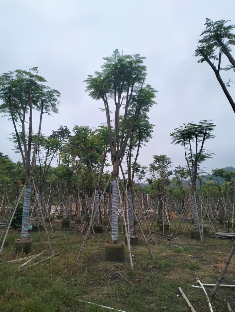 凤凰木10～20公分基地直销规格齐全欢迎老板来电咨询