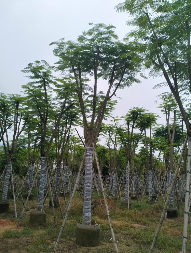 凤凰木10～20公分基地直销规格齐全欢迎老板来电咨询