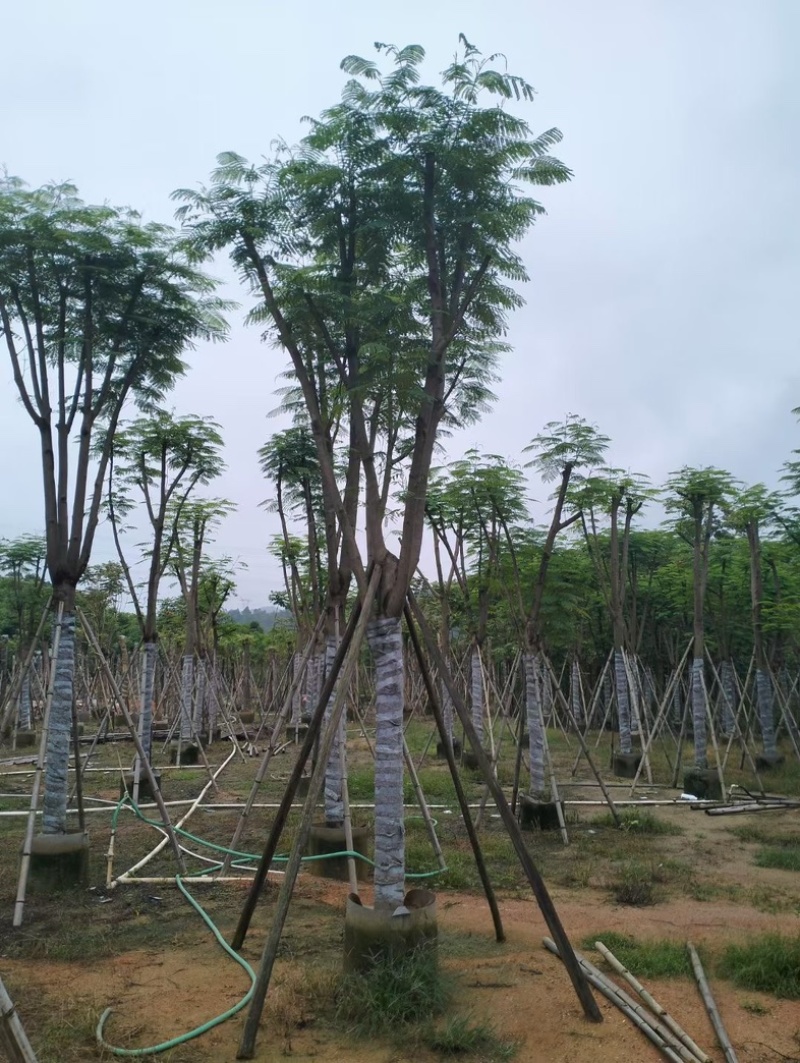 凤凰木10～20公分基地直销规格齐全欢迎老板来电咨询