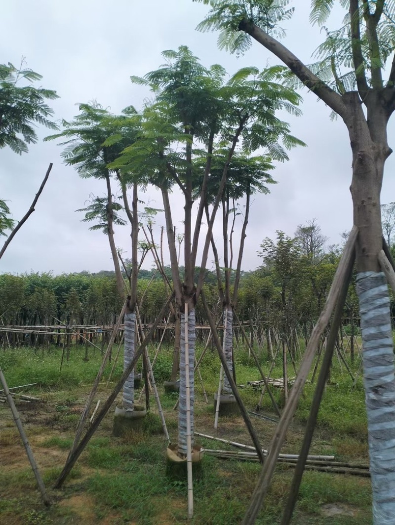 凤凰木10～20公分基地直销规格齐全欢迎老板来电咨询