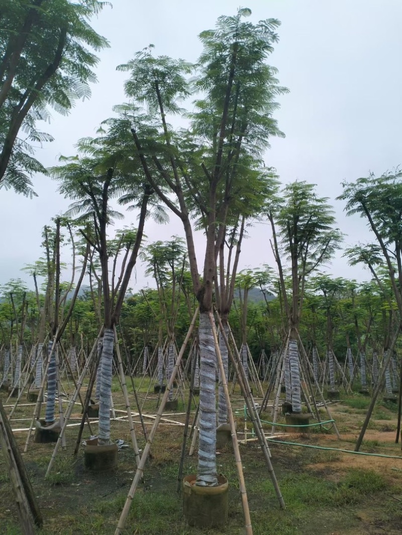 凤凰木10～20公分基地直销规格齐全欢迎老板来电咨询
