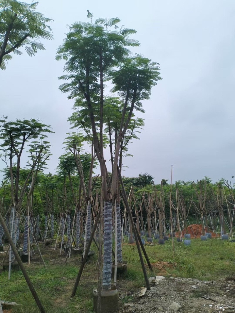 凤凰木10～20公分基地直销规格齐全欢迎老板来电咨询