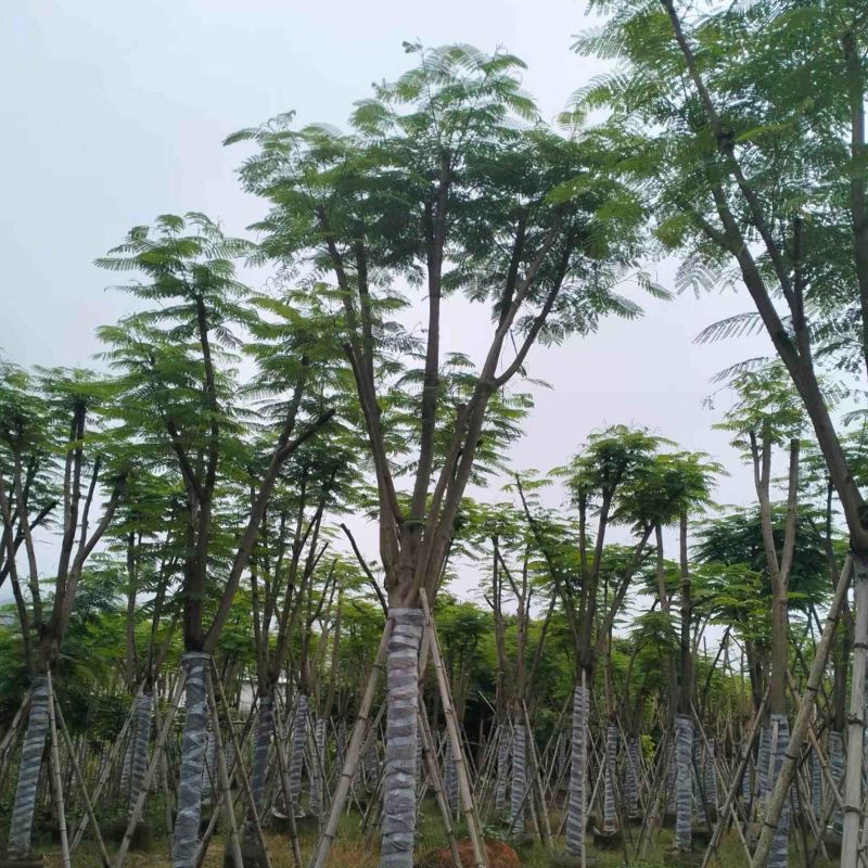 凤凰木10～20公分基地直销规格齐全欢迎老板来电咨询