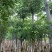 造层灯台树/盆架子10～15公分基地直销规格齐全
