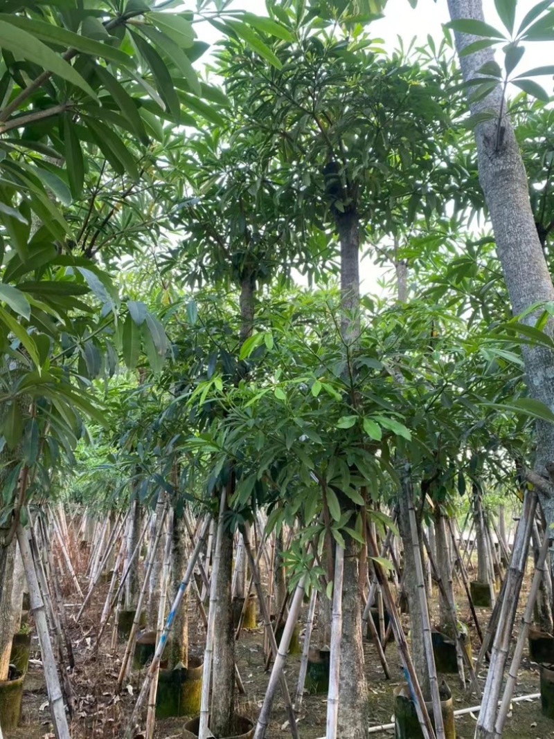 造层灯台树/盆架子10～15公分基地直销规格齐全