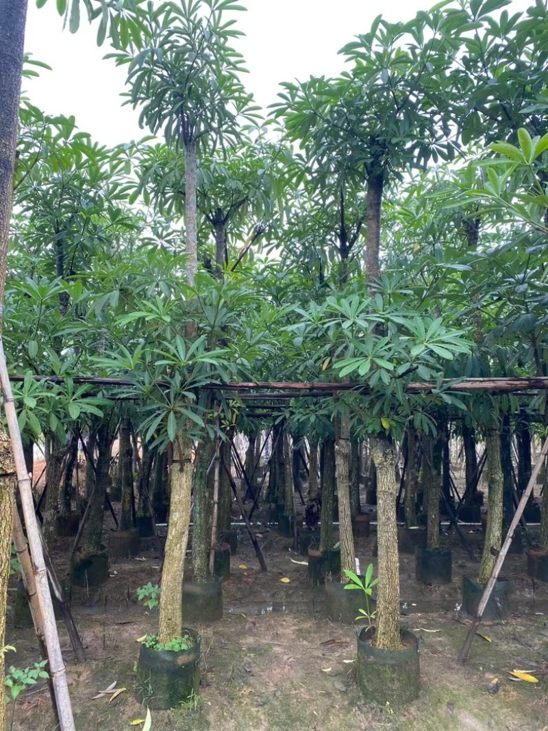 造层灯台树/盆架子10～15公分基地直销规格齐全