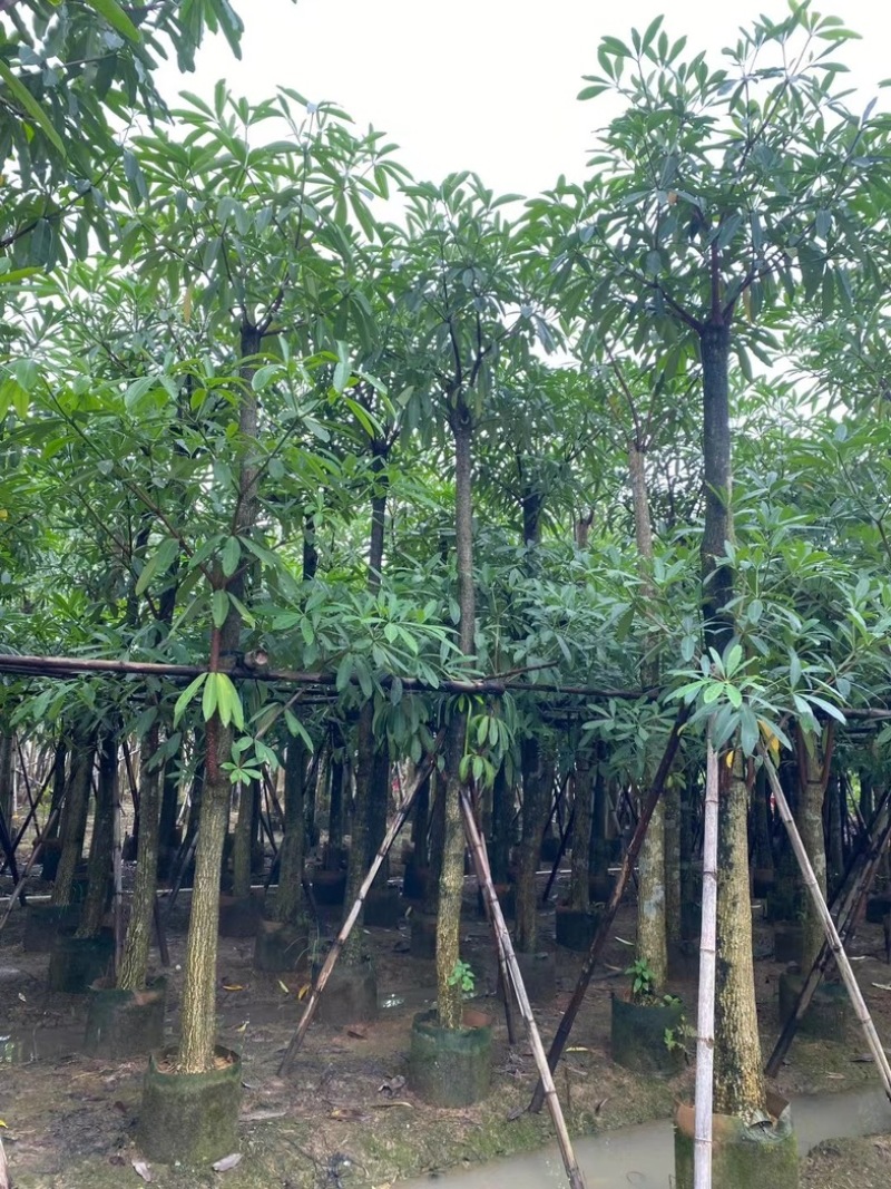 造层灯台树/盆架子10～15公分基地直销规格齐全