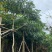 造层灯台树/盆架子10～15公分基地直销规格齐全